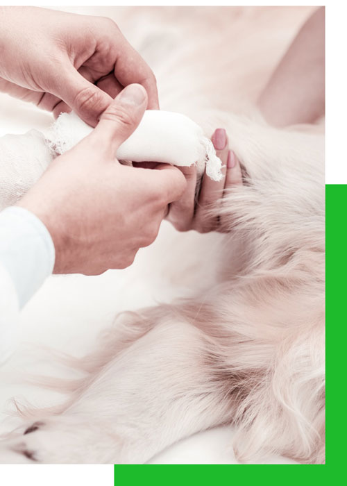 atención veterinaria